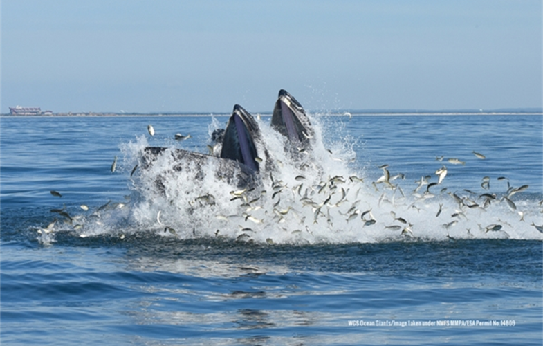 Lunge-feeding humpback whales. CREDIT: WCS Ocean Giants/Image taken under NMFS MMPA/ESA Permit No. 14809